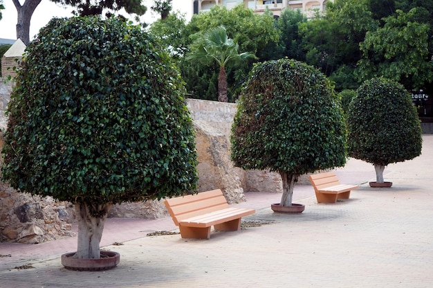 Stone benches and ficuses Empty city park