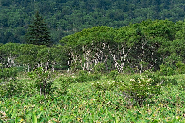 Stone birches among bamboo thickets wooded landscape of Kunashir island monsoon coastal forest