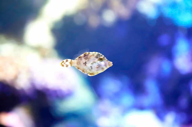 Pesce balestra color pietra o balistidae che abitano le calde acque costiere dell'oceano atlantico, del mar mediterraneo e dell'oceano indiano-pacifico.