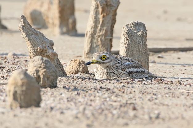 둥지의 자연 서식지에서 돌 curlew.