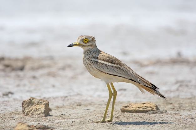 The stone curlew In the natural habitat