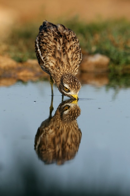 Stone-curlew with the first lights of dawn at a water point