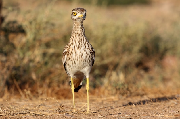 Stone-curlew with the first lights of dawn at a water point