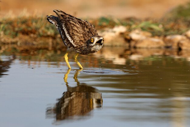 Stone-curlew with the first lights of dawn at a water point