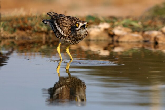 Stone-curlew with the first lights of dawn at a water point