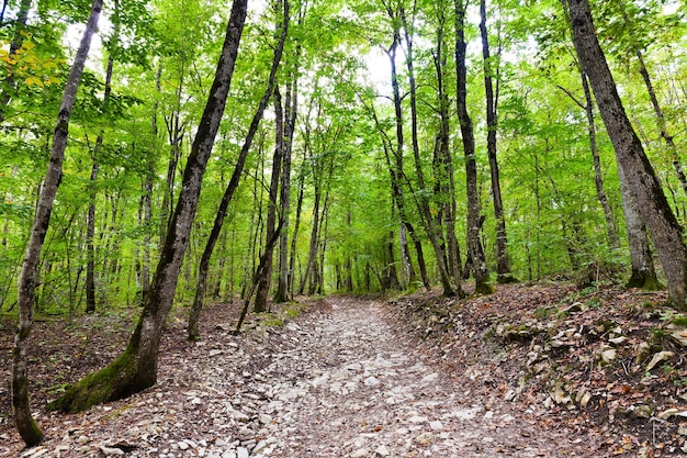 Stone dried brook bed in mountains