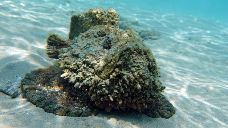 Photo stone fish - synanceiidae ocean wart - this fish of the family synanceiidae grows up to 27 cm
