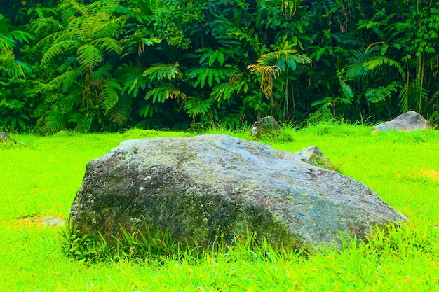 Stone in the forest