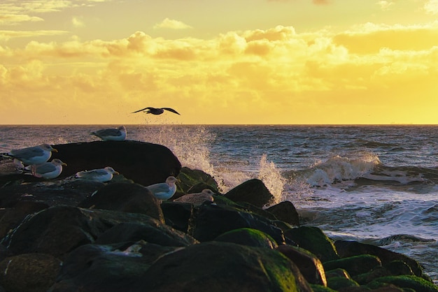 Stone groyne with seagull at sunset on the beach of Blavand in Denmark Landscape