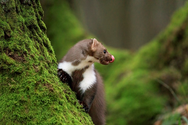 Photo stone marten on an old tree