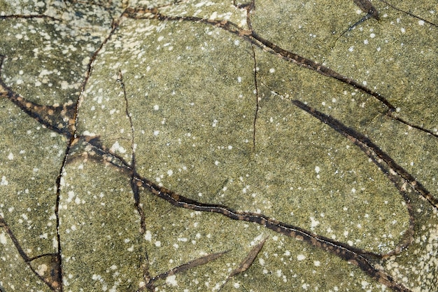 Stone moss lichen texture background