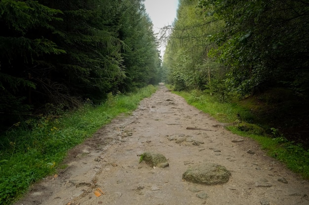 Stone path in the forest dense forest with path