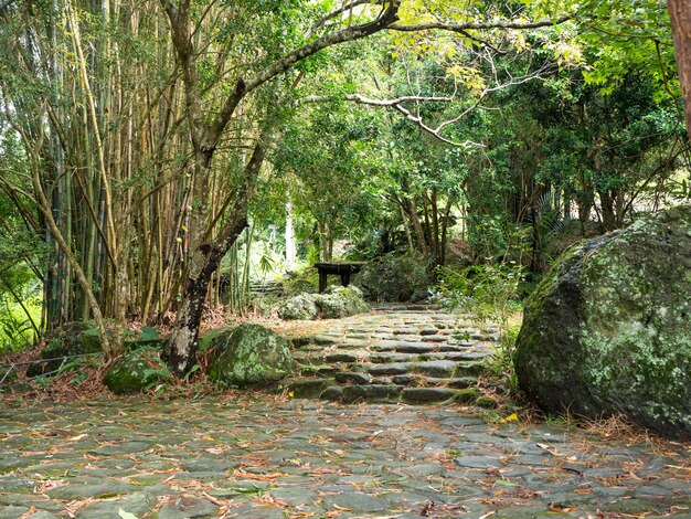 秋の庭で竹の木と石の小道