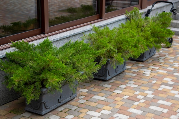 Stone path with bushes in landscaping