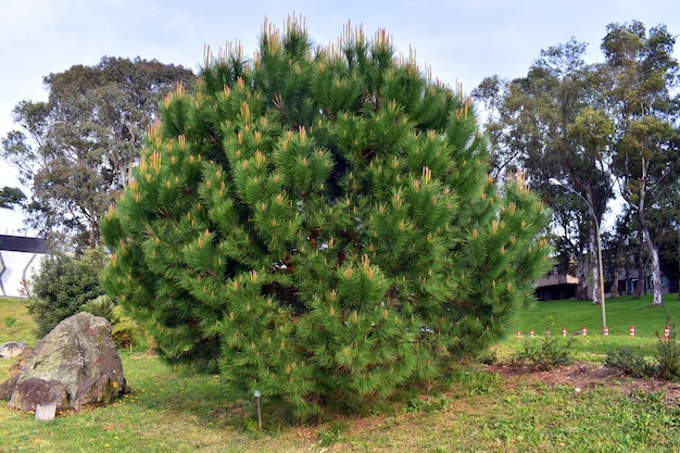 Кедровая сосна Pinus pinea в саду или парке