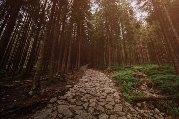 山の中の針葉樹林の石の道