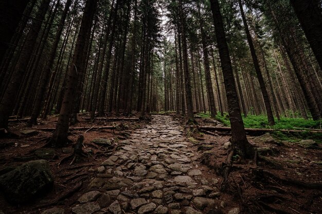 Stone road in a coniferous forest in the mountains