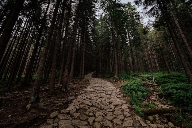 Stone road in a coniferous forest in the mountains