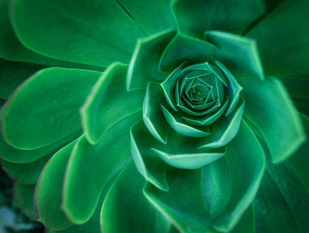 Pietra rosa una pianta succulenta sfondo carta da parati