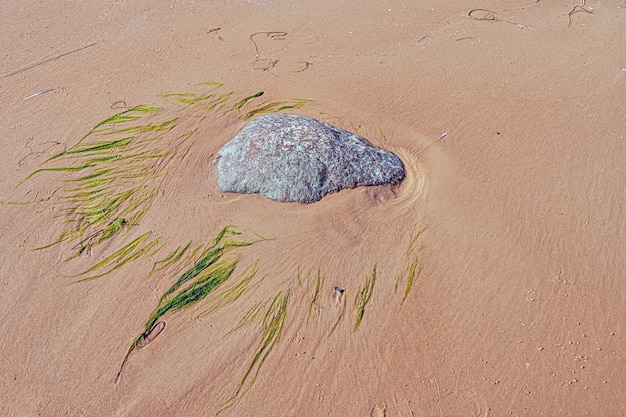 Stone and seaweed in the beach sand texture