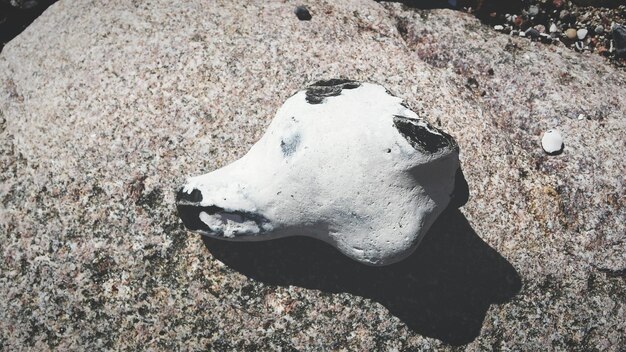 Photo stone in shape of head of dog