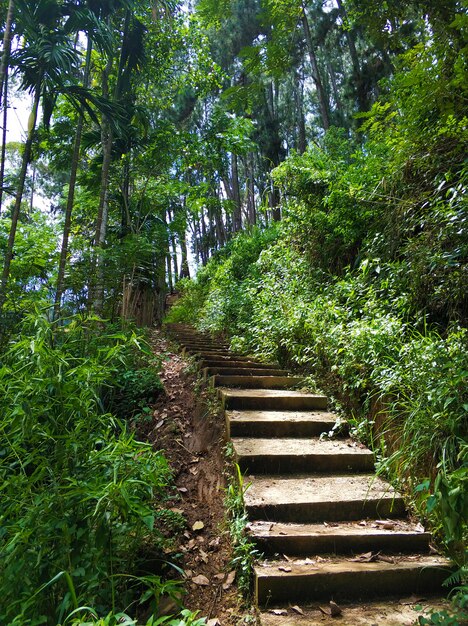 緑のジャングルの石の階段
