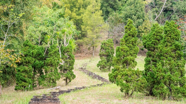 Stone stairway to nature garden.