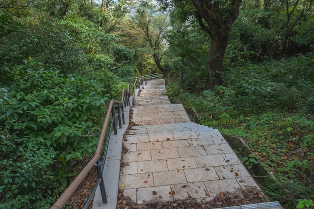 石段または階段、緑の森の中の通路