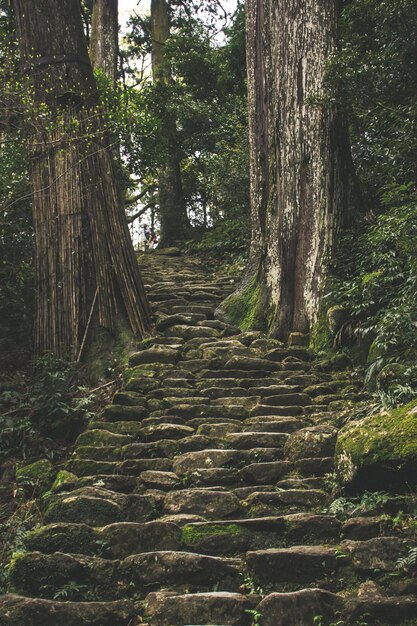 The stone steps going a long way up into a beautiful dense forest