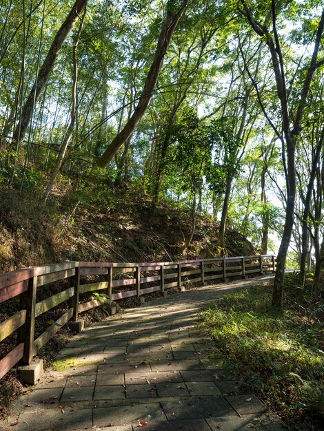 台湾の山の石段。