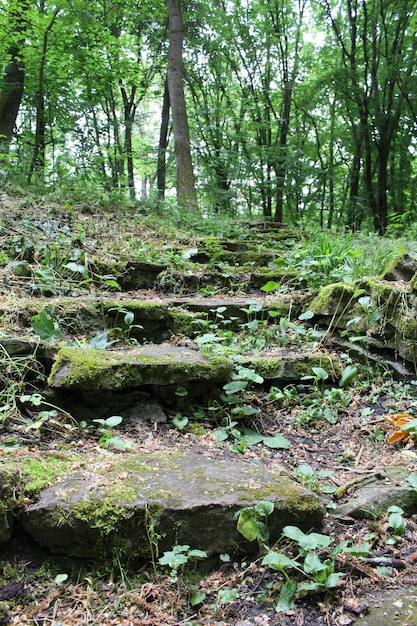 Foto a passi di pietra nel bosco