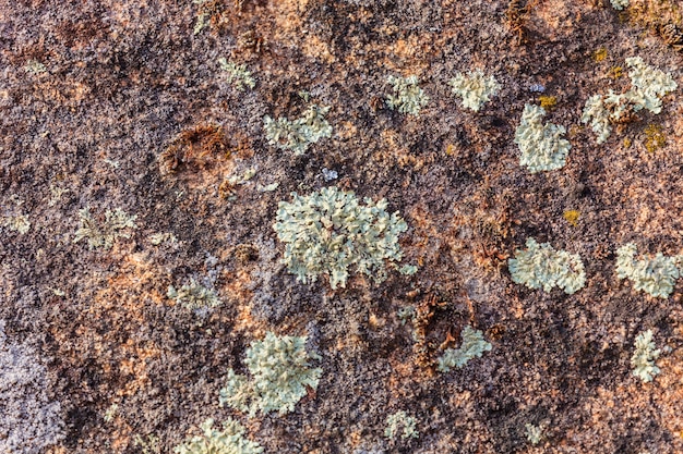 Photo stone texture close-up with colorful spots and lichens