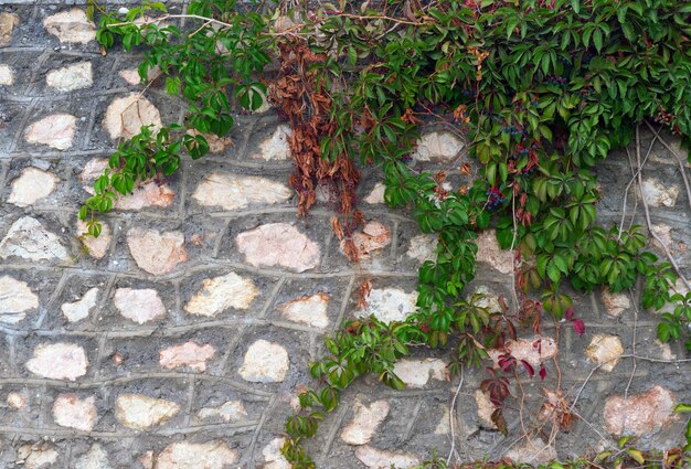 写真 その中の石の壁と緑の植物