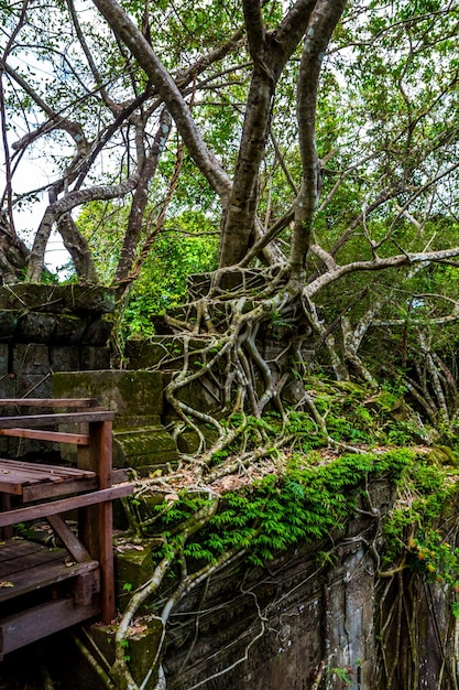 Stone wall covered by big tree root at Beng Mealea or Bung Mealea temple in Angkor complexCambodia