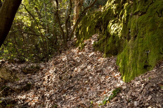 Stone wall covered with moss