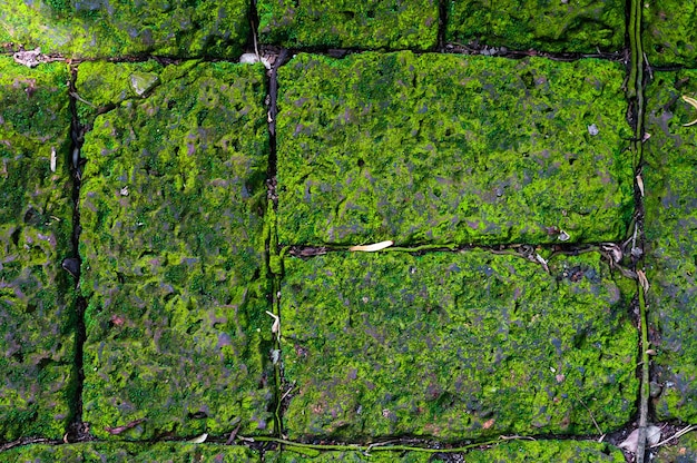 Photo stone wall floor green mos background