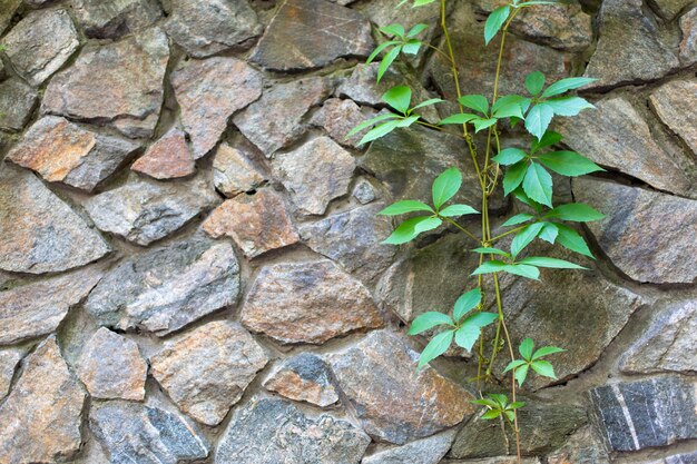 Photo stone wall in the garden entwined with a green plant.