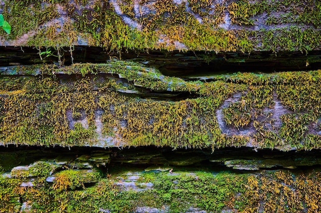 Stone wall with cracks texture and covered in moss