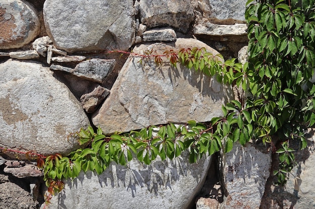 Каменная стена с зелеными листьями и растущими на ней лозами