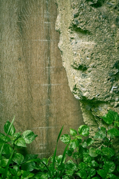 Foto un muro di pietra su cui cresce una pianta