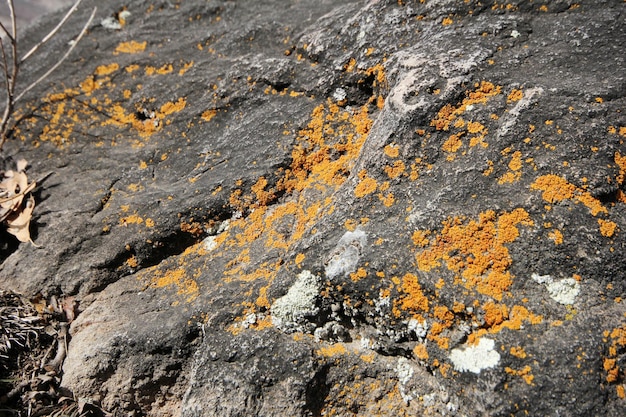 Stone with lichen background