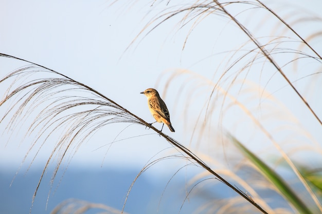 Foto stonechat femminile in natura