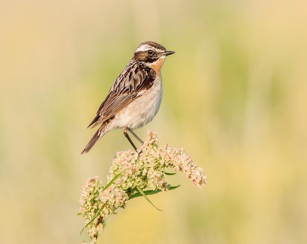 stonechat meadow male