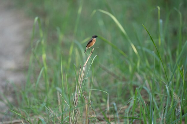 Photo a stonechat sitting on a broken reed in the grasslands