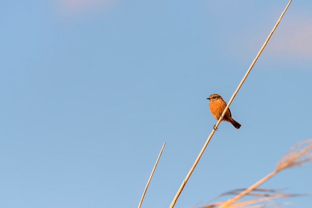 Stonechat-vogel op een riet tegen een heldere lucht