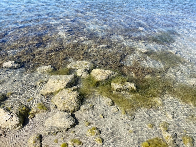 Stones and algae in calm sea water Circles on the water around the stone background