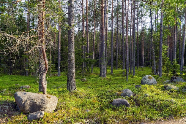 Stones boulders among the pines in the forest