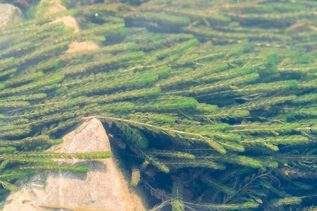 透き通った水の中の石と緑藻