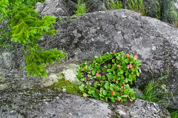 石と緑の植物