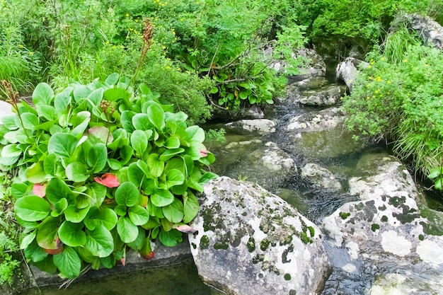 石と緑の植物